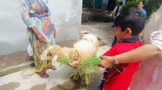 Primary students interacting with farm animals during a field trip.
